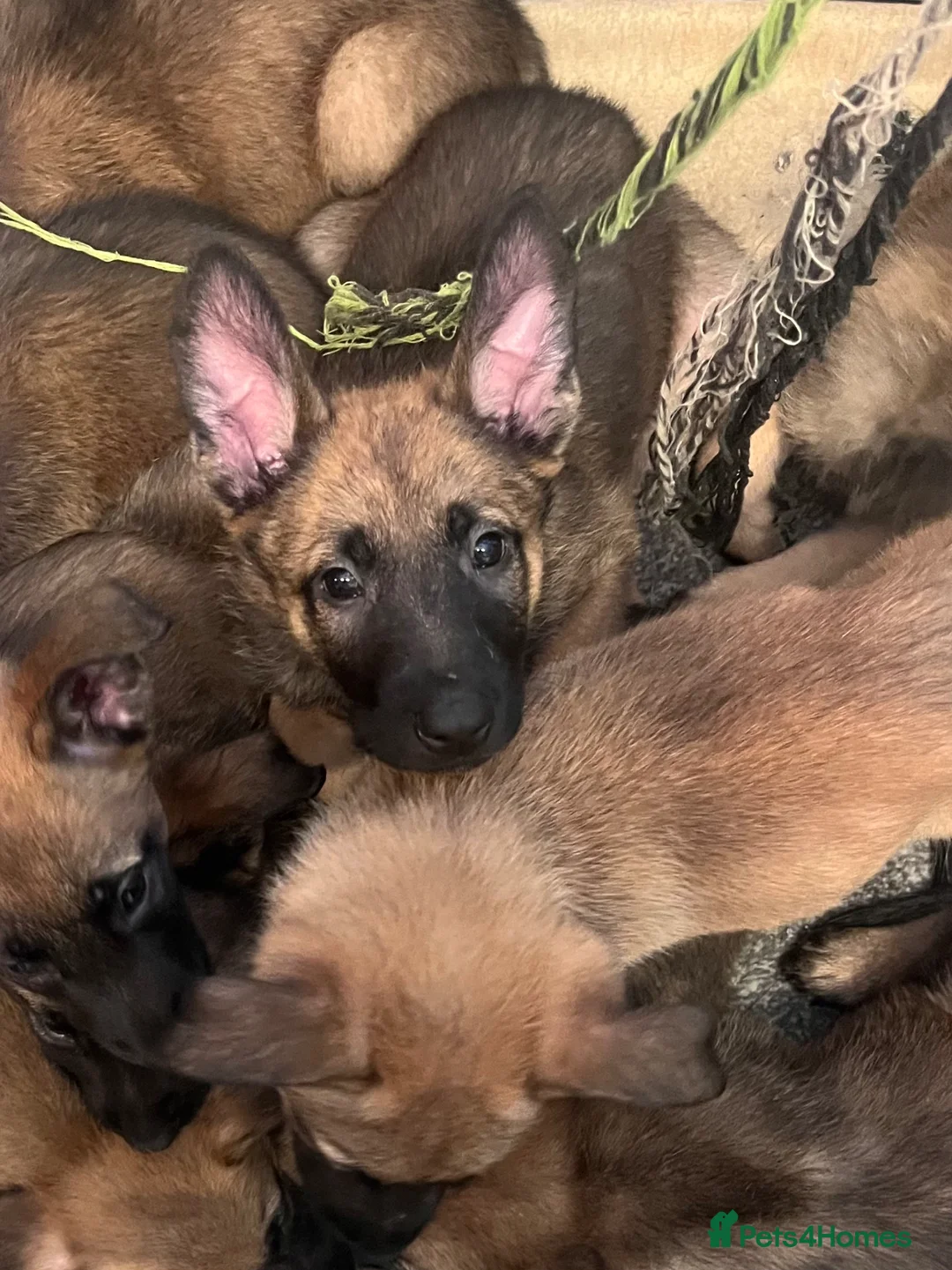 Mixed Breed dogs for sale: Litter of 10 Gsd X Mal  - Advert 1