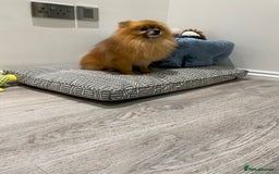 Pomeranian dogs for stud: Pomeranian and papillon boys ready for stud  in Camberley - Image 7
