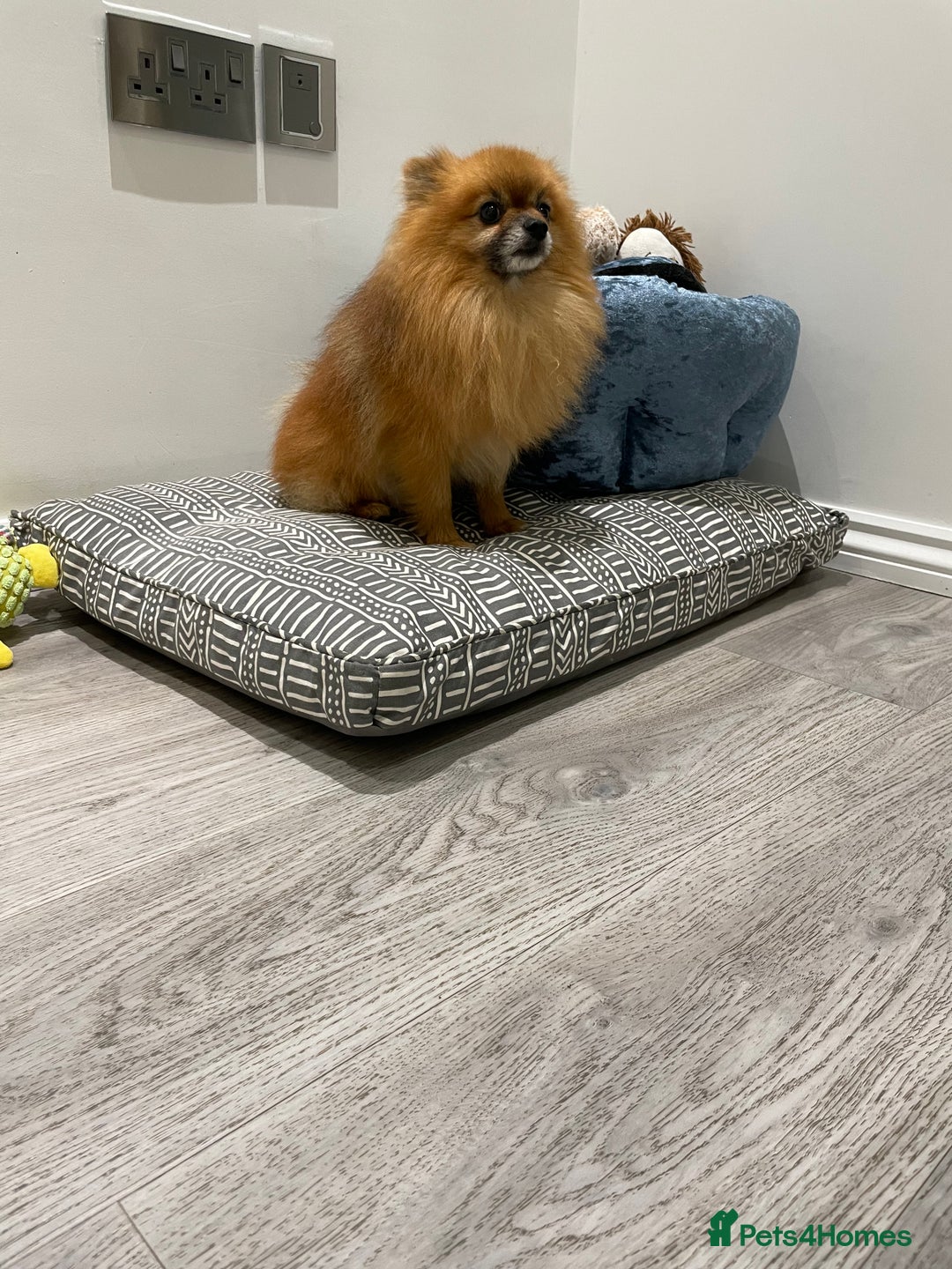 Pomeranian dogs for stud: Pomeranian and papillon boys ready for stud  in Camberley - Image 7