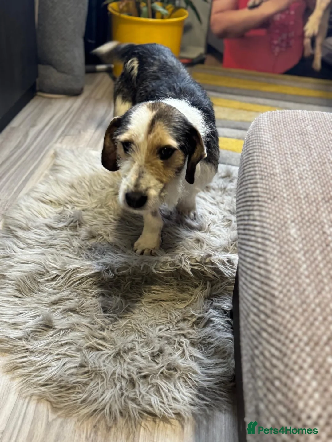 Mixed Breed dogs for adoption: Sweet Rami is looking for LOVE - Advert 23