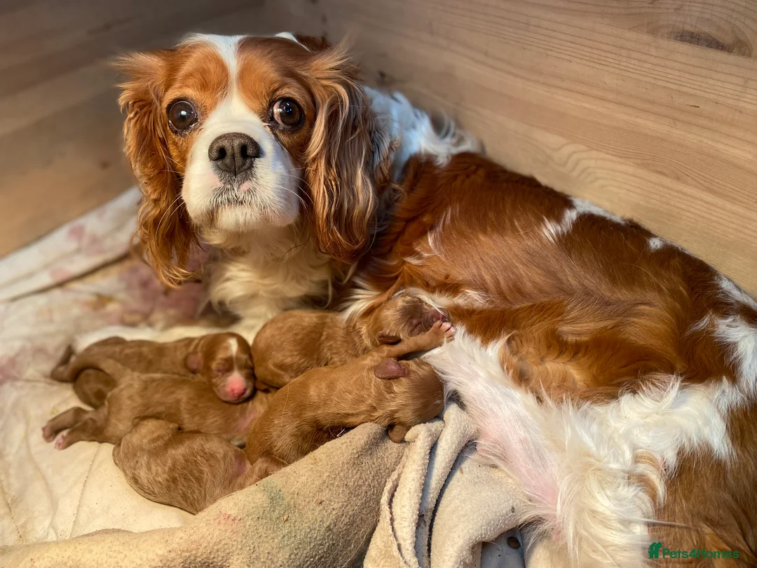 Cavapoo dogs for sale: Cavapoo F1 puppies looking for their forever home in Corwen - Advert 8