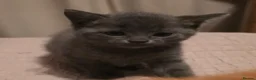 British Shorthair cats for sale: 3 Gorgeous Babies looking for their forever homes. - Advert 5