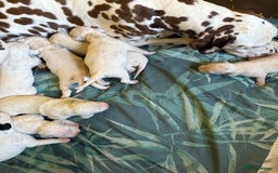 Dalmatian dogs for sale: Gorgeous chunky healthy Dalmatian puppies  - Image 13