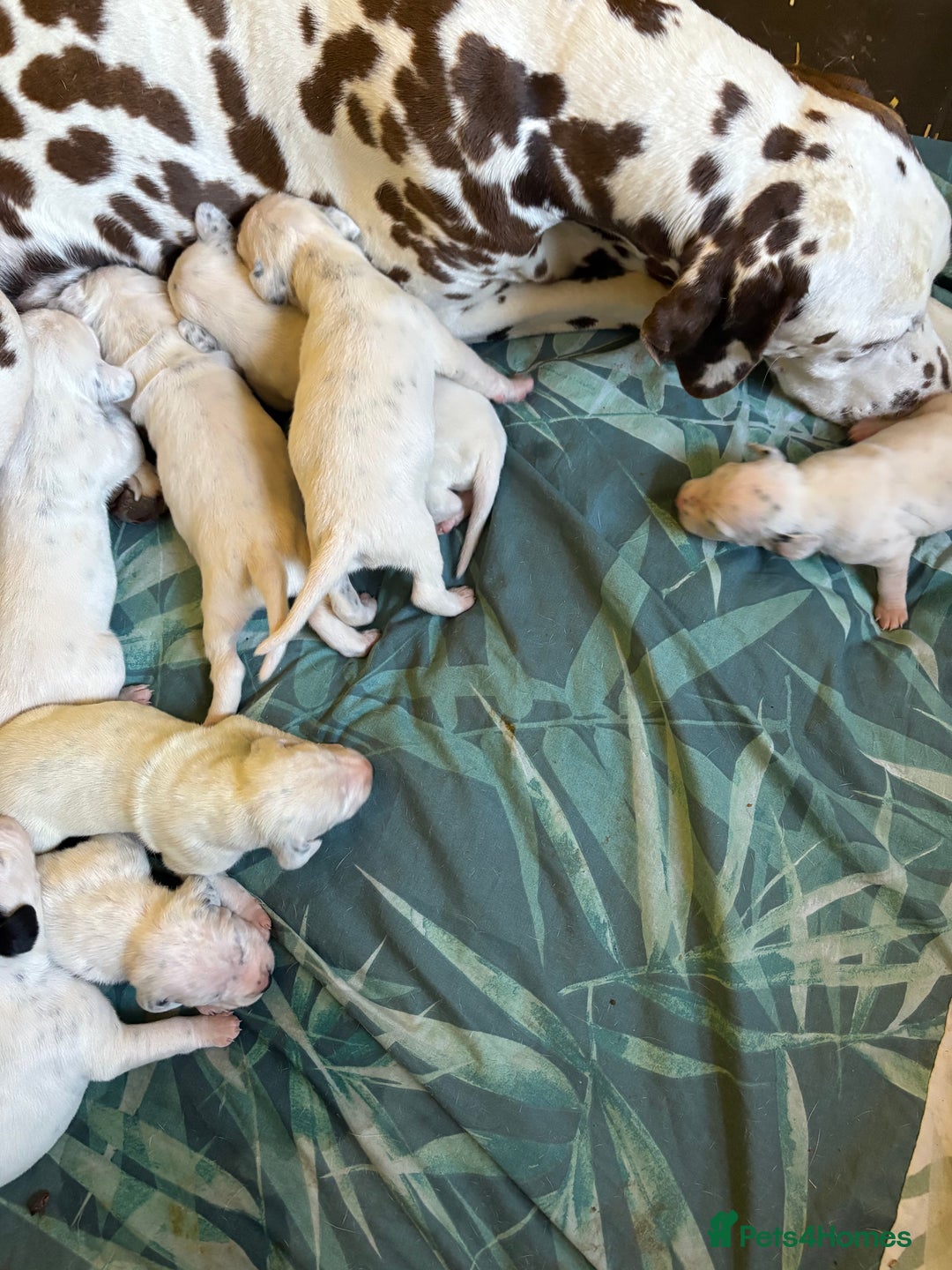 Dalmatian dogs for sale: Gorgeous chunky healthy Dalmatian puppies  - Image 13
