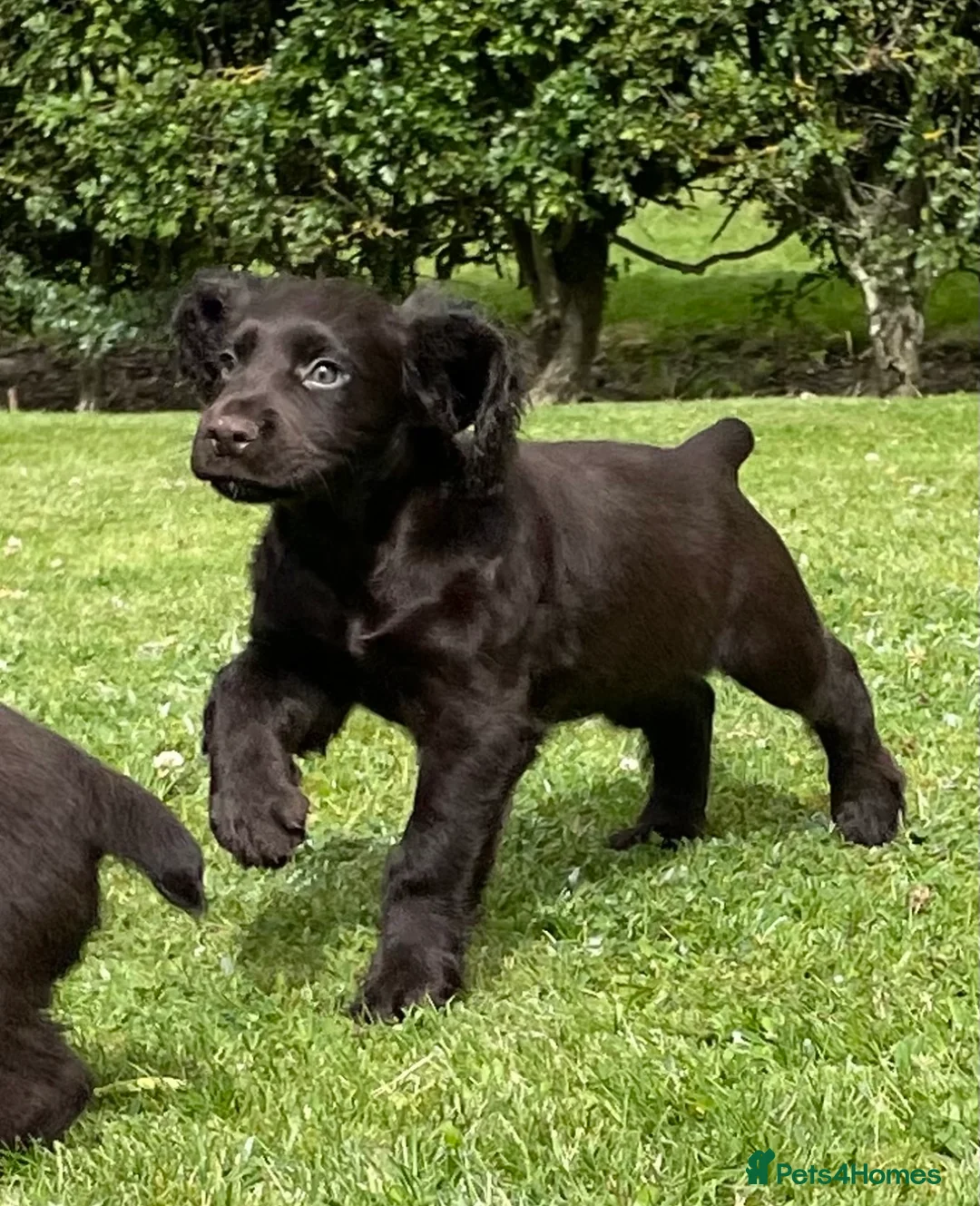 Cocker Spaniel dogs for stud: Stunning Chocolate & Tan Cocker Proven Stud in Burton-on-Trent - Advert 15