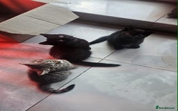 British Shorthair cats for sale: Glorious Pure BSH Kittens Ready Now! - Advert 12