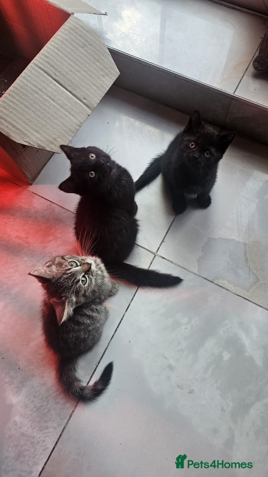 British Shorthair cats for sale: Glorious Pure BSH Kittens Ready Now! - Advert 12