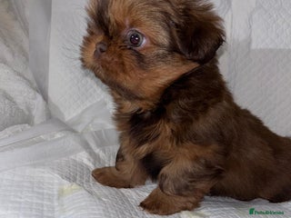 Shih Tzu dogs 🐶Imperial ShihTzu Puppies–Exceptional Bloodline🐶 - Advert 7