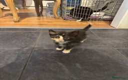 Mixed Breed cats for sale: Beautiful Kittens Ready now  - Image 4