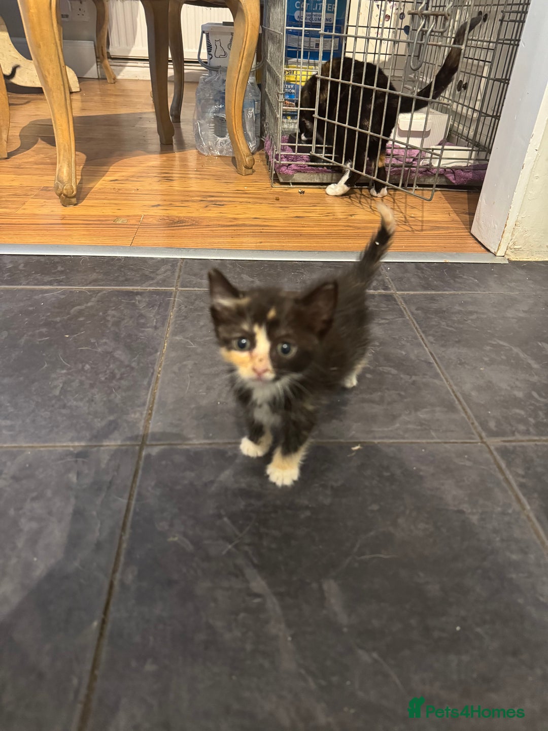 Mixed Breed cats for sale: Beautiful Kittens Ready now  - Image 4