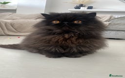Persian cats for sale: Male Persian 7 years old  - Image 2