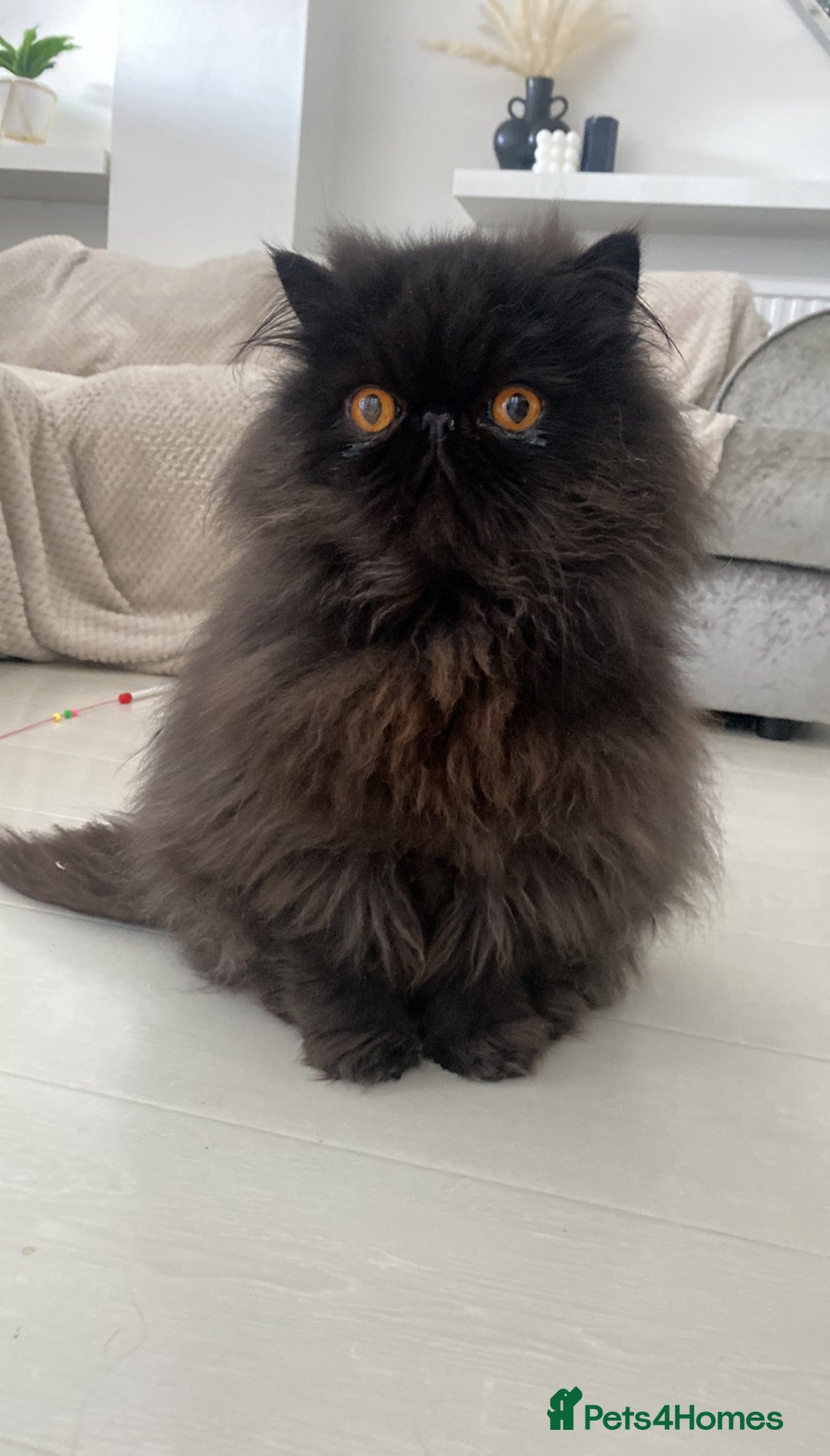 Persian cats for sale: Male Persian 7 years old  - Image 2