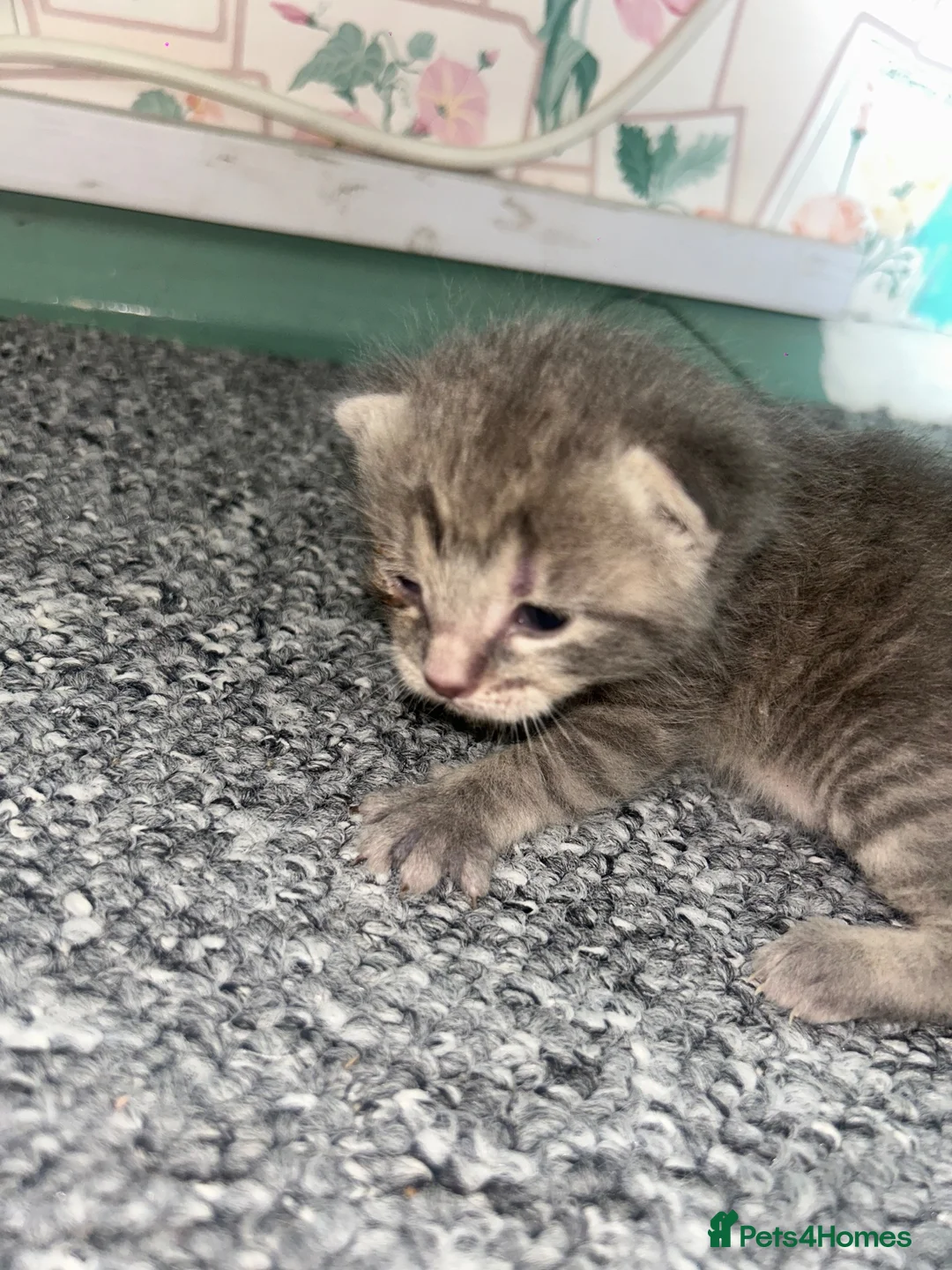 Mixed Breed cats for sale: 2 males 1 female  - Advert 2