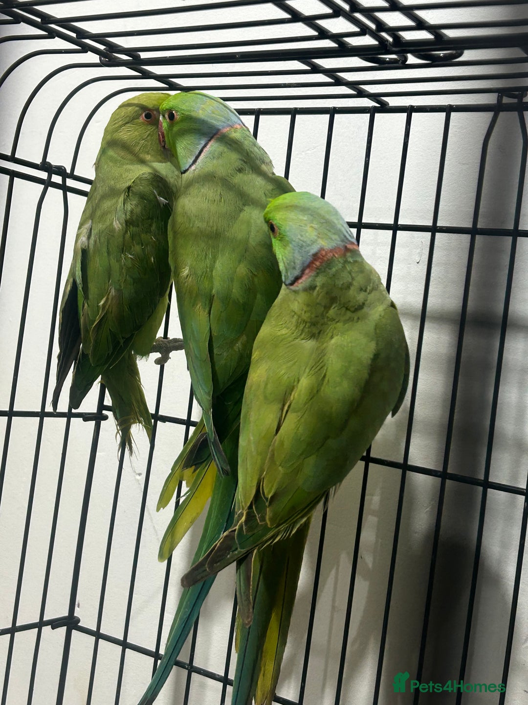 Ringnecks birds for sale: Indian ring neck - Image 3