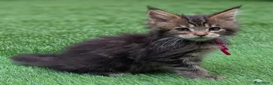 Majestipaws Cleopatra