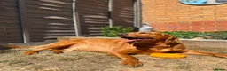 Cockerdor dogs for sale: Bodhi in Bedford - Advert 13