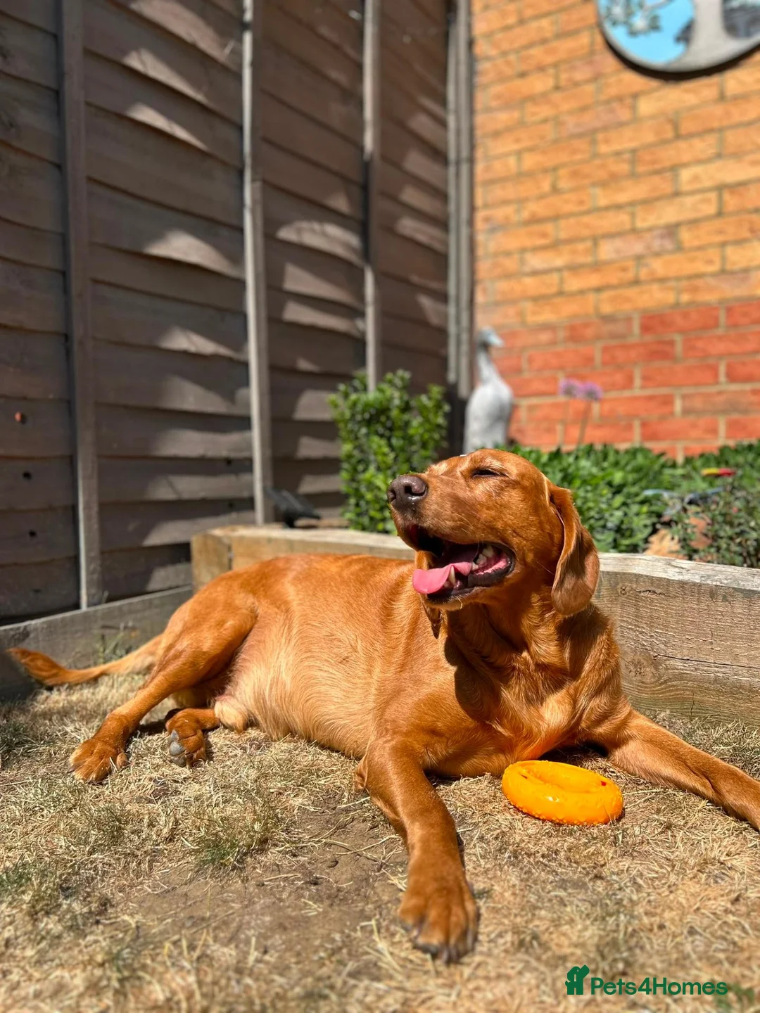 Cockerdor dogs for sale: Bodhi in Bedford - Advert 13