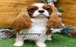 Cavalier King Charles Spaniel dogs for sale: KC Registered, Cavalier King Charles Spaniels  - Image 14