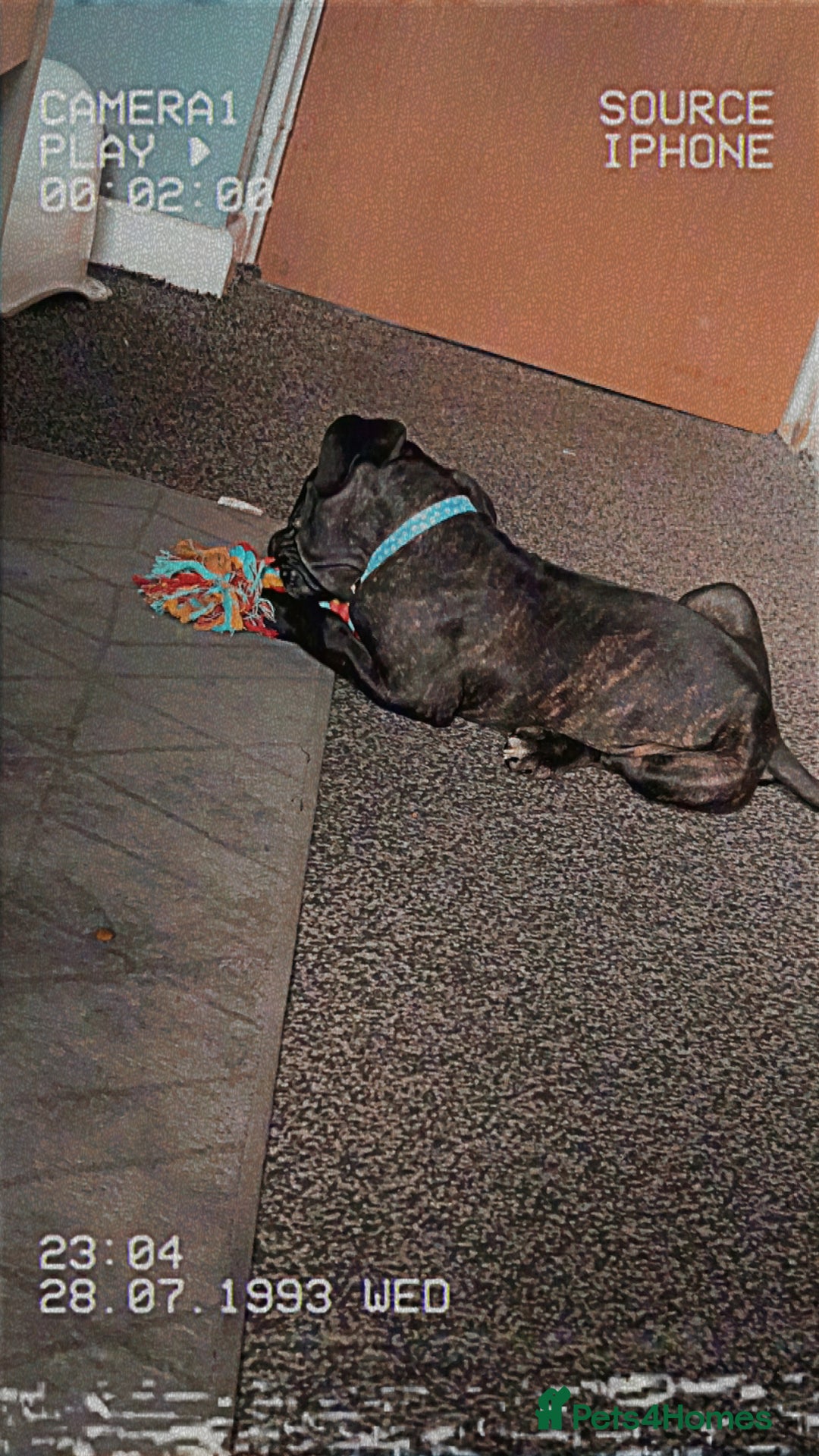Mixed Breed dogs for sale: Cane corso cross Staffy  - Image 3