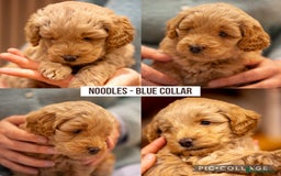 Cockapoo dogs for sale: Stunning F2b Miniature Cockapoos / Health Tested - Image 8
