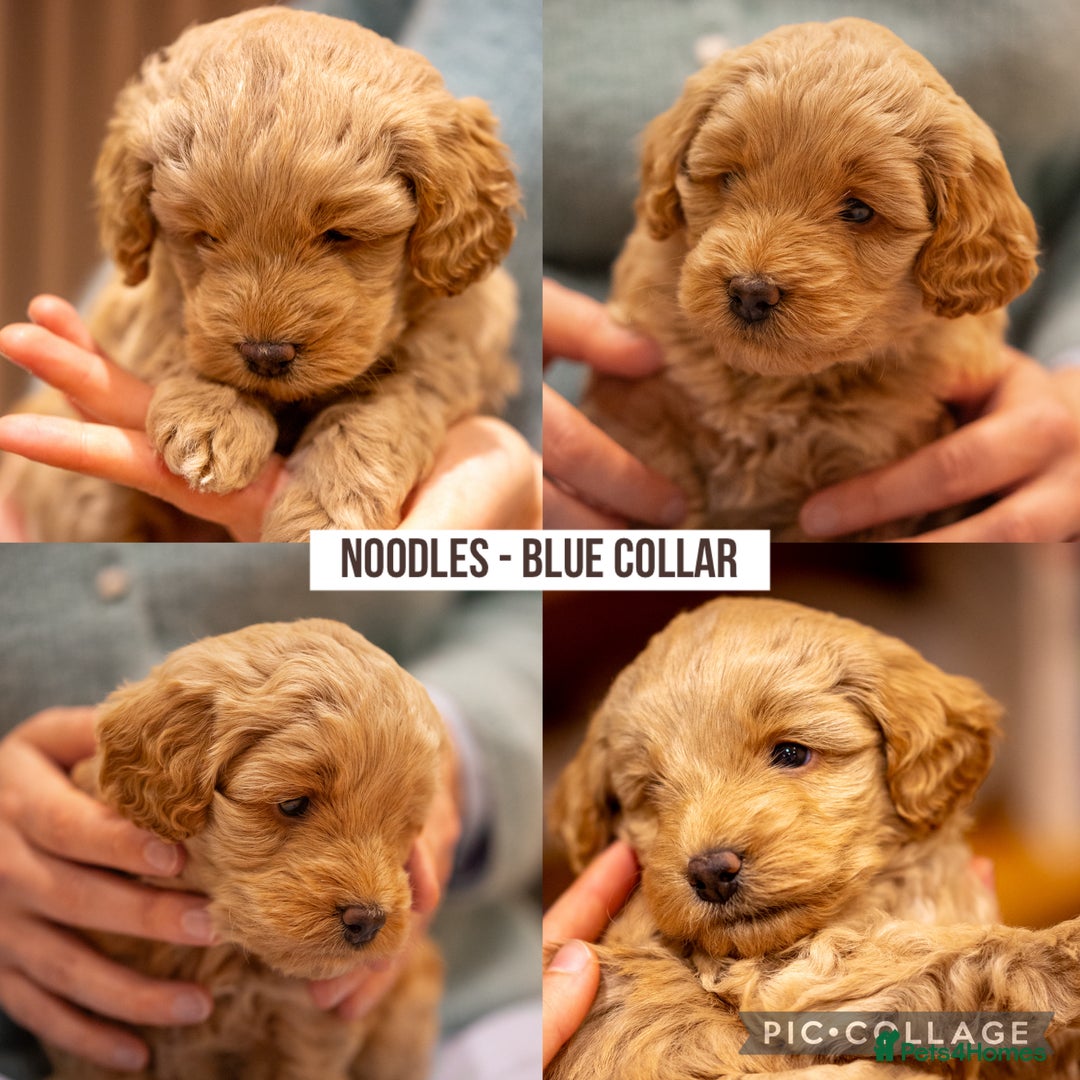 Cockapoo dogs for sale: Stunning F2b Miniature Cockapoos / Health Tested - Image 8