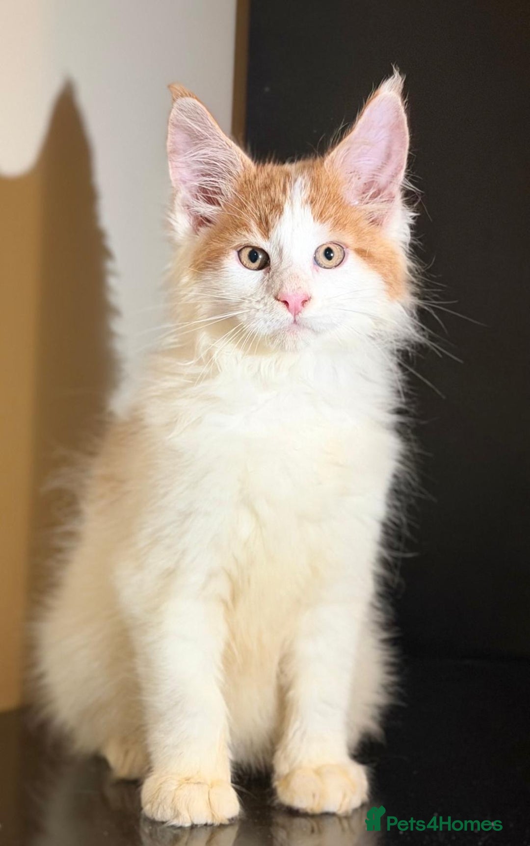 Maine Coon cats for sale: Purebred maine coon kittens - Advert 7