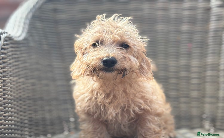 Mixed Breed dogs - Advert 7