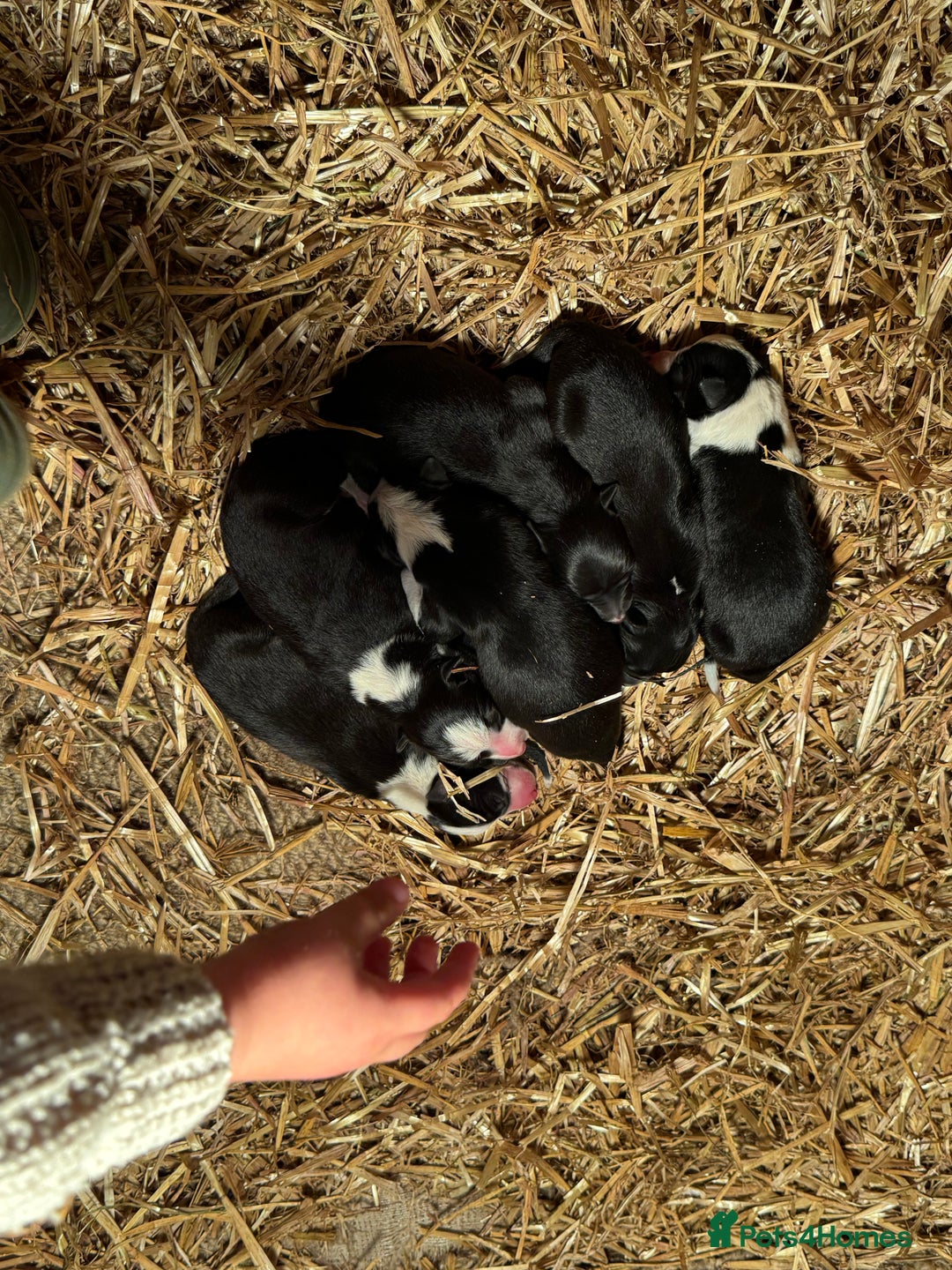 Mixed Breed dogs for sale: Sheepdog puppies for sale - Image 6