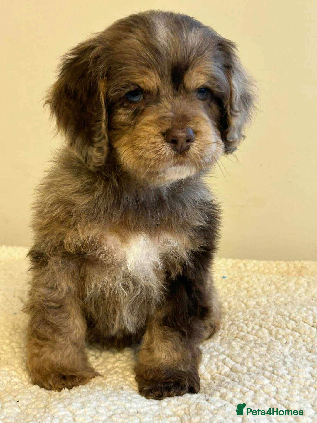 Cockapoo dogs for stud: unique and beautiful f3 american cockapoo stud - Advert 32