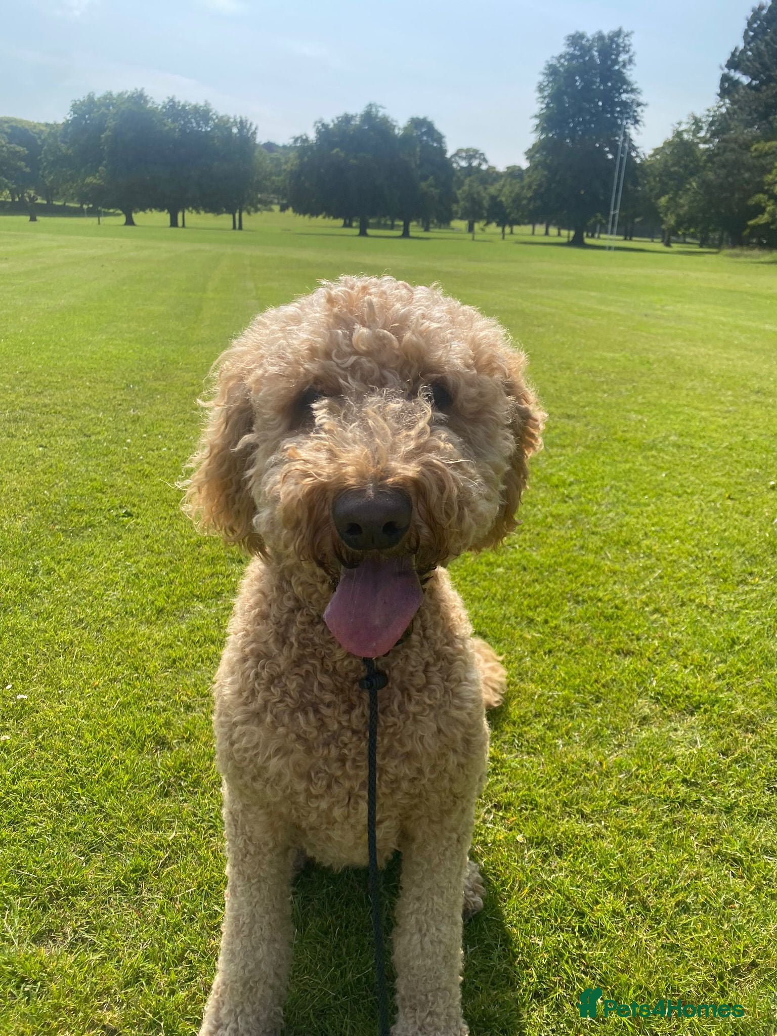Goldendoodle dogs Beautiful F2b Goldendoodle puppies - Advert 5