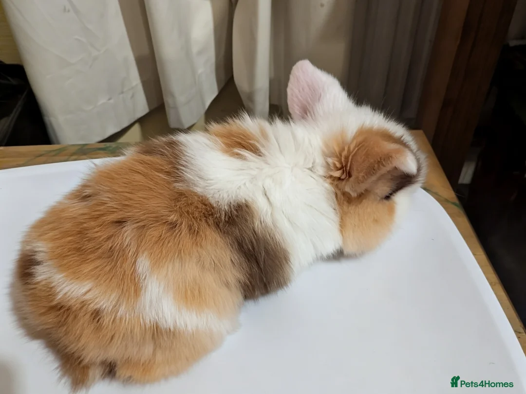 Mini Lop rabbits for sale: Pure bred mini lops (indoor only) - Advert 16