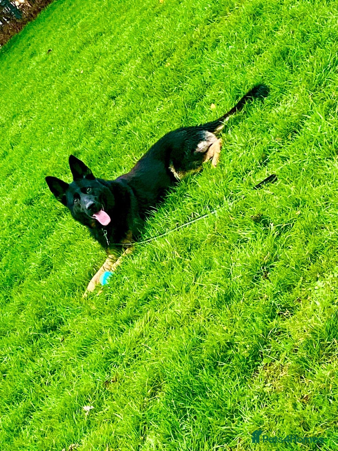 German Shepherd dogs for sale: Sirius Black looking for his Forever Home 🐾 - Advert 3