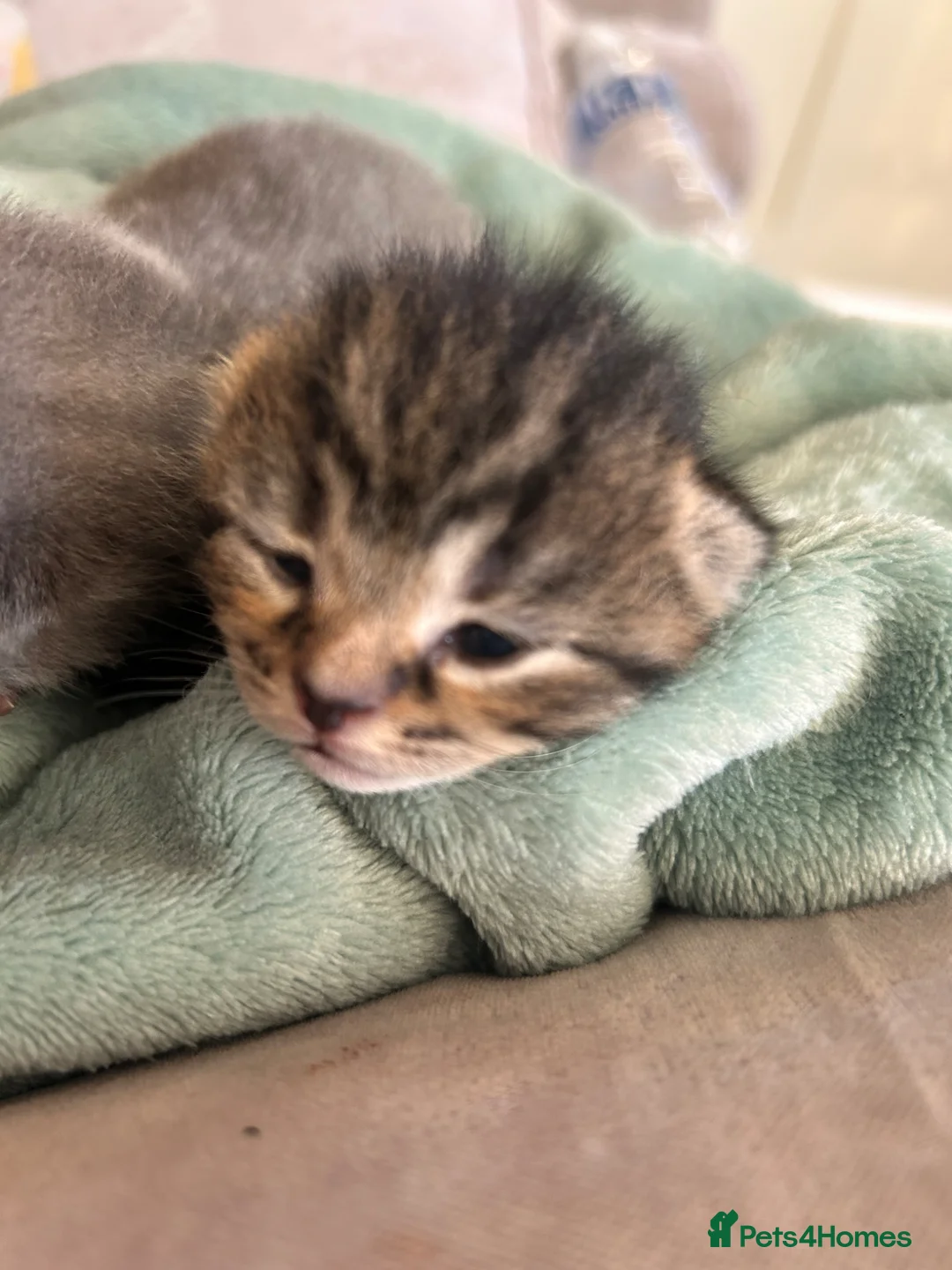 Mixed Breed cats for sale: British short hair x  - Advert 5