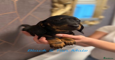Miniature Dachshund dogs - Advert 4