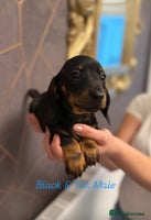 Miniature Dachshund dogs - Advert 4