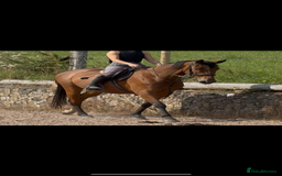 Irish Sports horses for sale: big beautiful bay 🥰 - Image 14