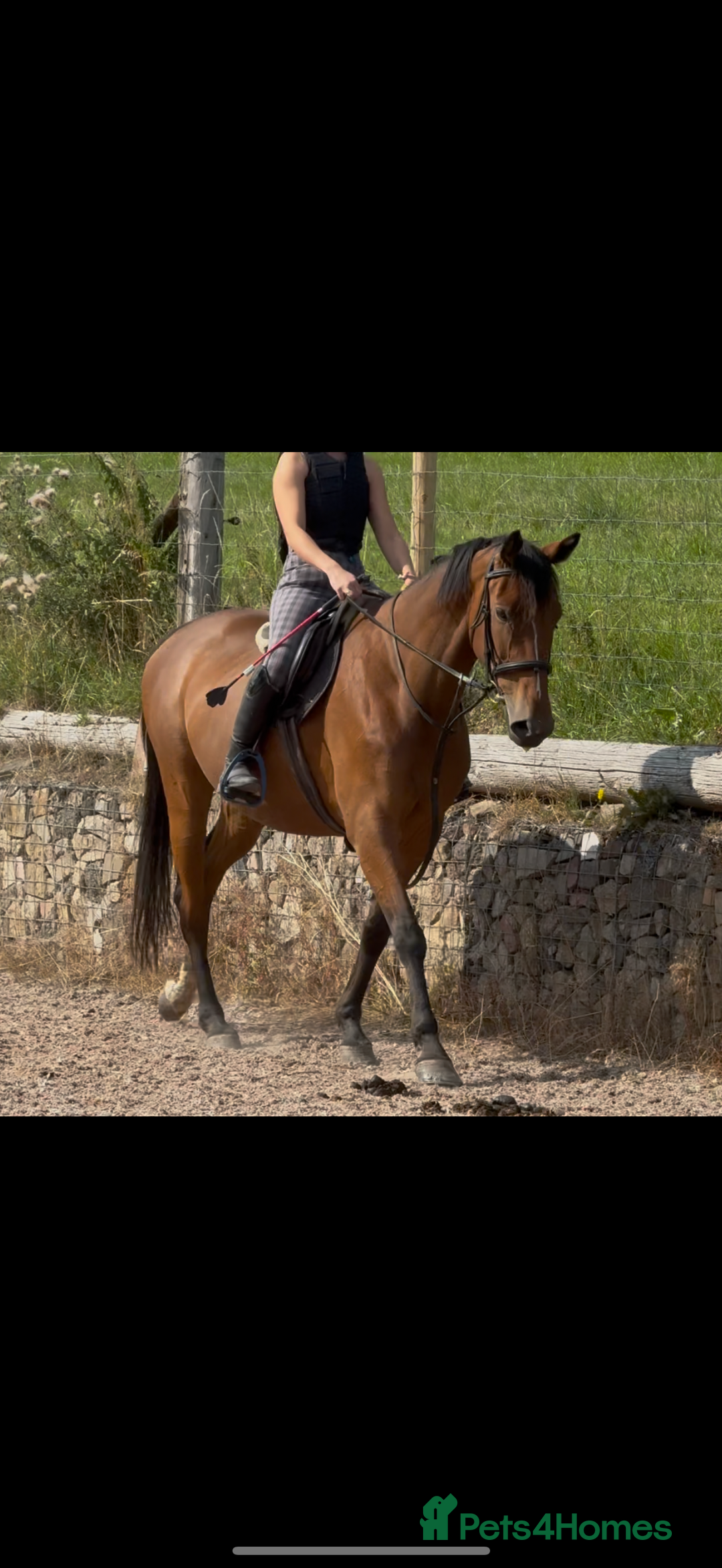 Irish Sports horses for sale: big beautiful bay 🥰 - Image 14