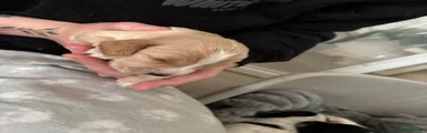 Puppy 3