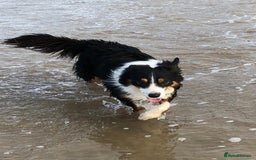 Border Collie dogs for sale: Handsome Border collie looking for retirement home - Image 1