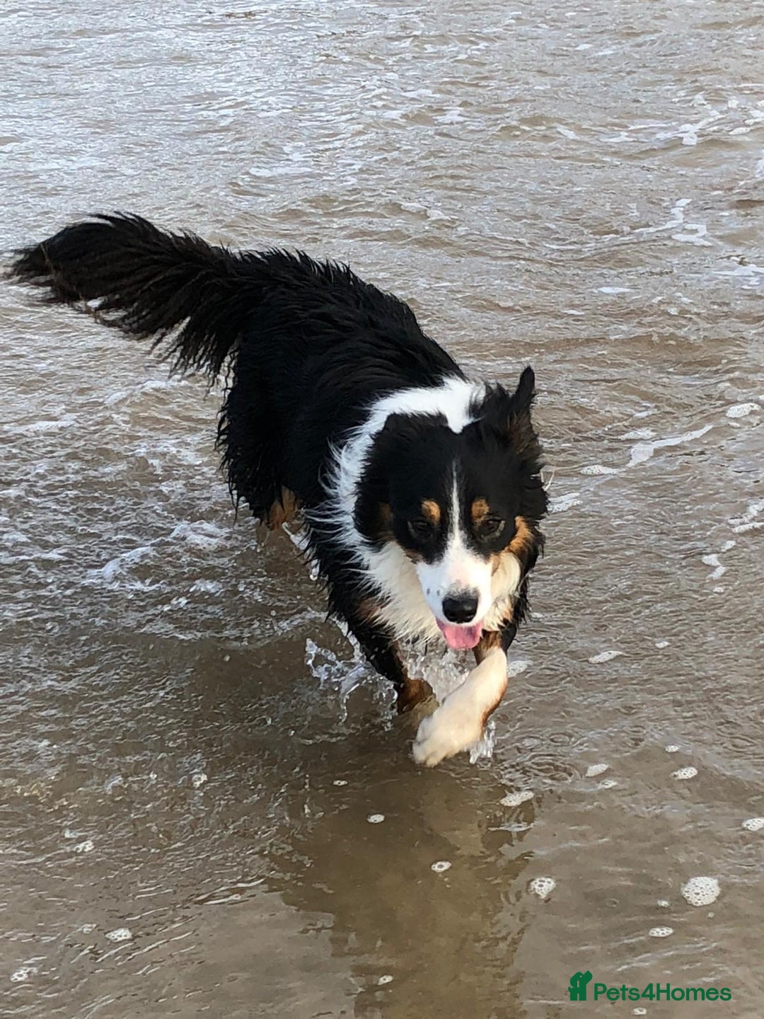 Border Collie dogs for sale: Handsome Border collie looking for retirement home - Image 1