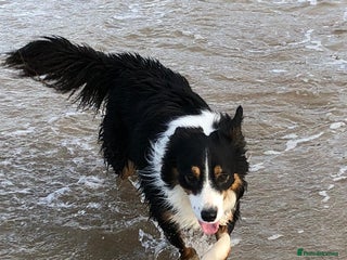 Border Collie dogs for sale - Advert 1