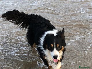 Border Collie dogs Handsome Border collie looking for retirement home - Advert 10