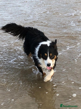 Border Collie dogs - Advert 10