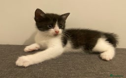 Ragdoll cats for sale: Ragdoll Cross Kittens - Advert 2