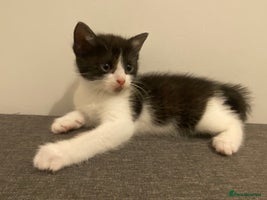 Ragdoll cats Ragdoll Cross Kittens - Advert 3