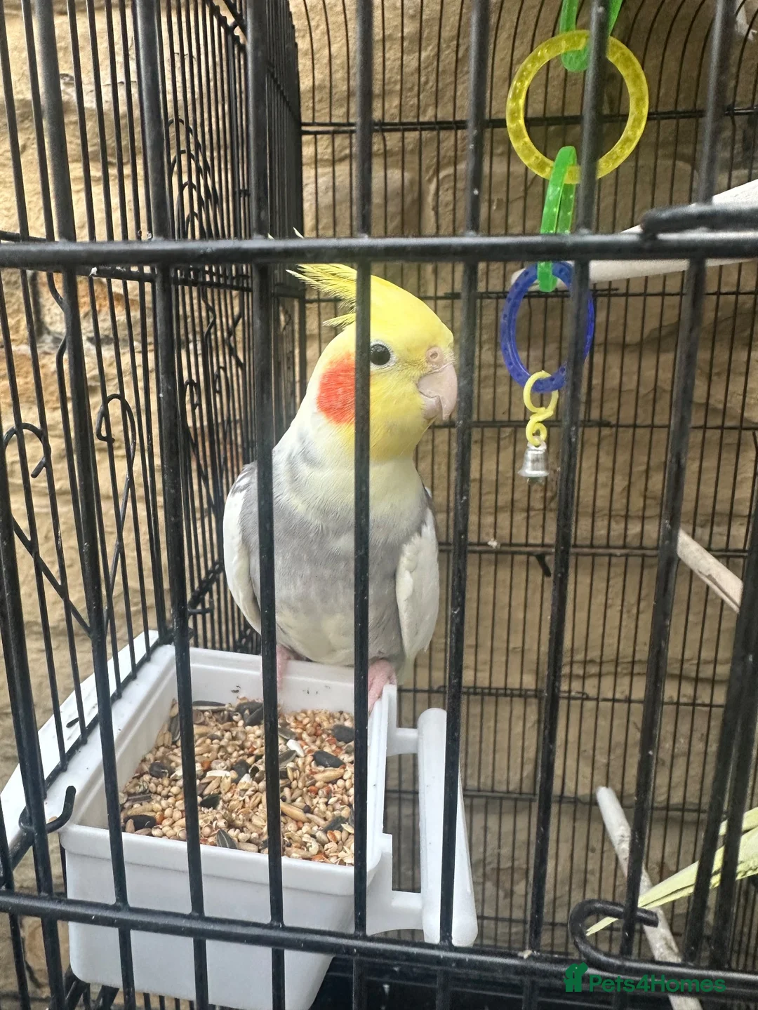 Cockatiels birds for sale: Cockatiels 1 male 1 female - Advert 2