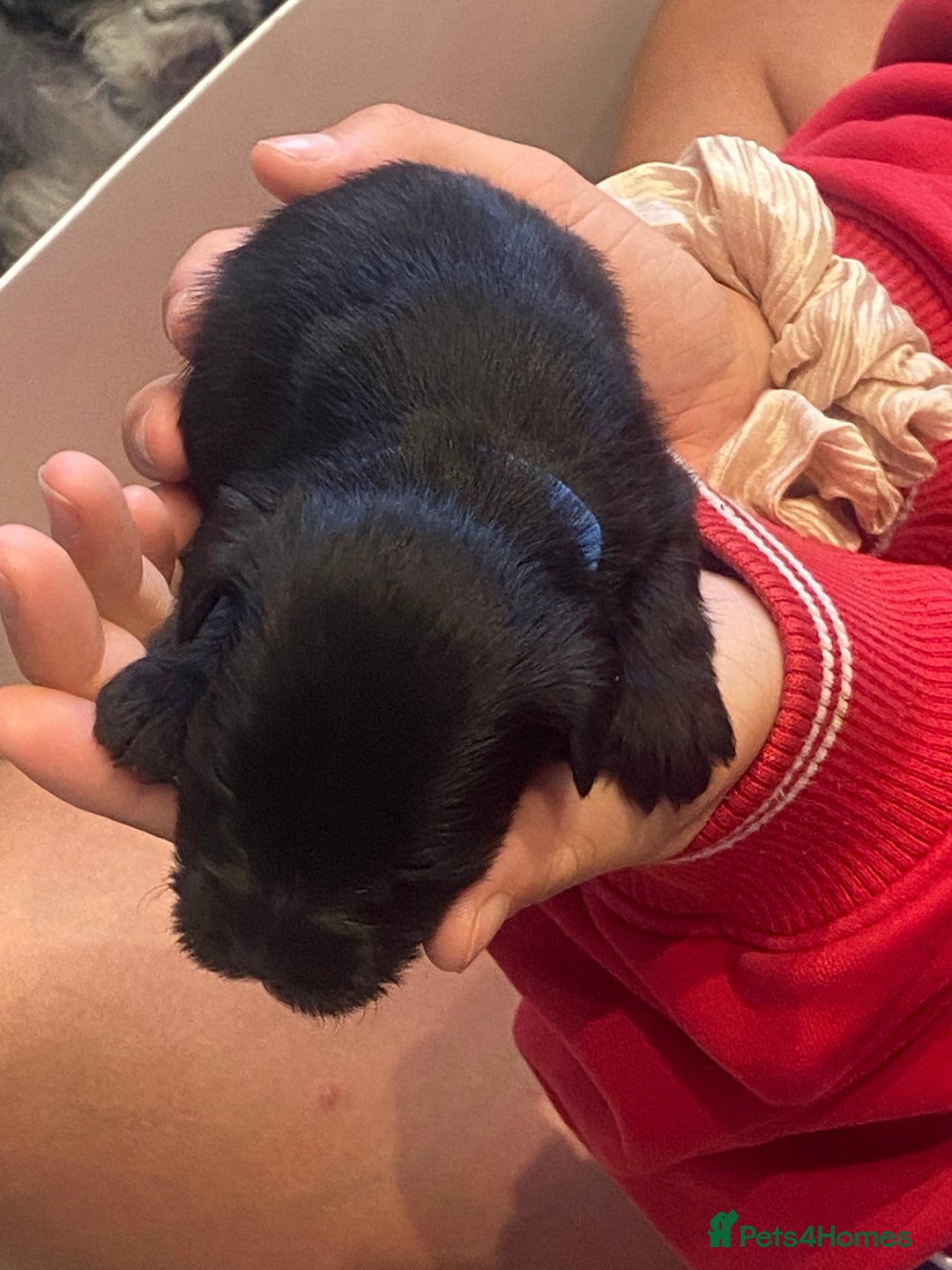Miniature Schnauzer dogs for sale:  black Miniature schnauzer girl pup kc reg - Image 11