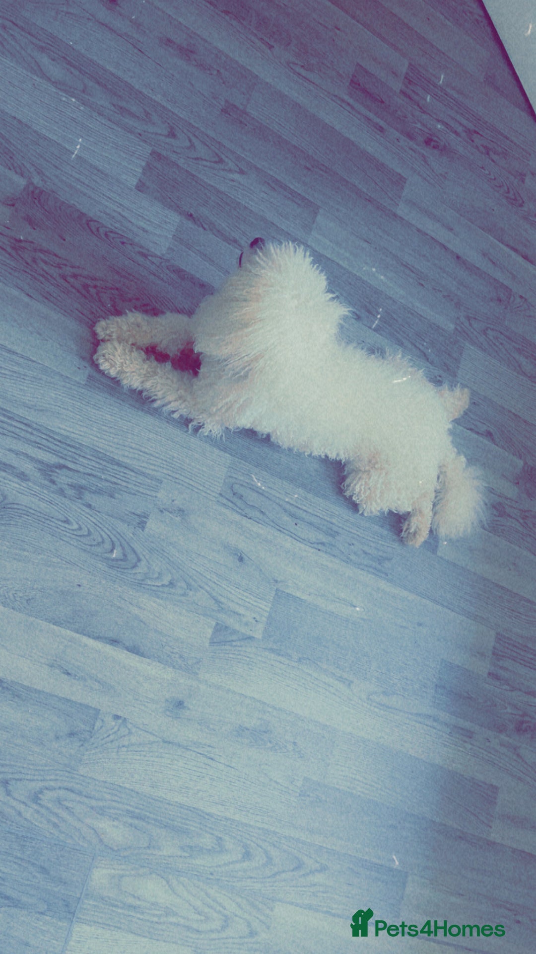 Toy Poodle dogs for sale: Toy poodle  - Image 2