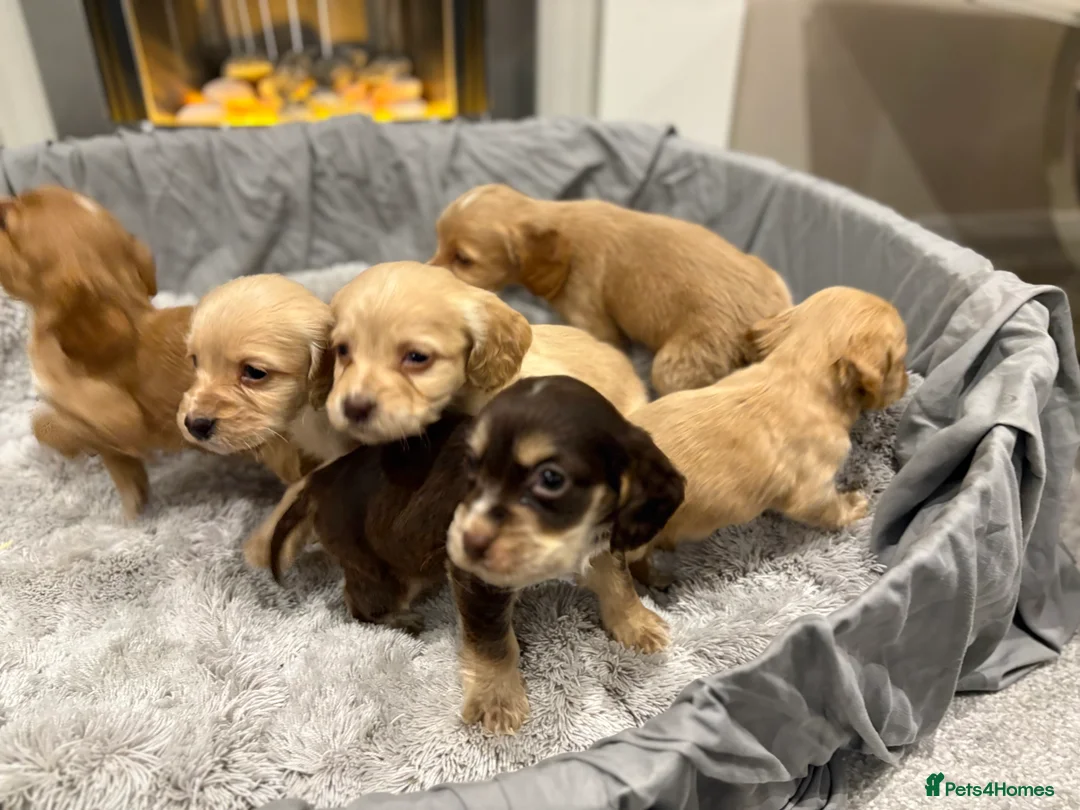 Cockapoo dogs for sale: F1 cockapoo - Advert 19