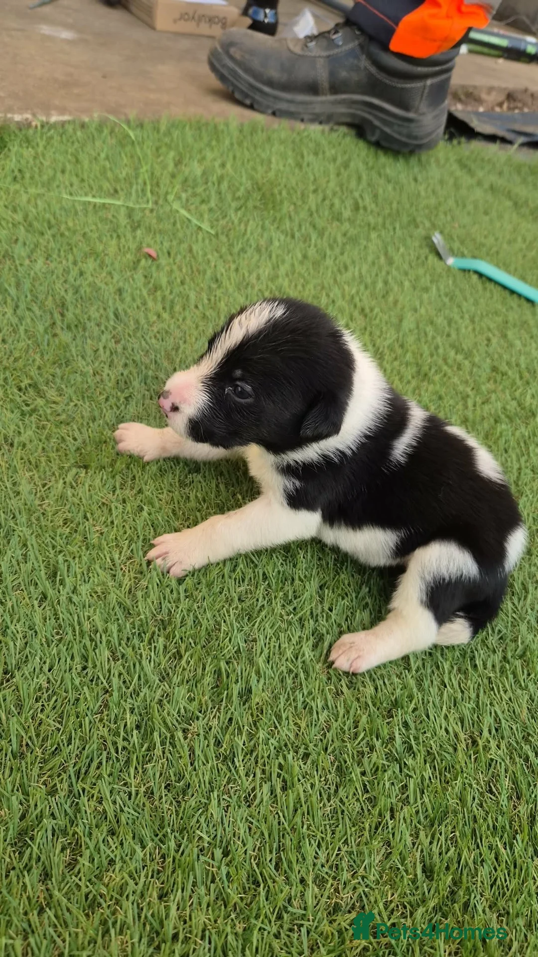 Border Collie dogs for sale: Border collie puppy’s only girls left  - Advert 2